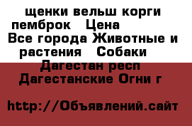 щенки вельш корги пемброк › Цена ­ 50 000 - Все города Животные и растения » Собаки   . Дагестан респ.,Дагестанские Огни г.